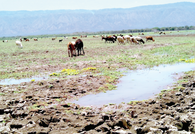 Fish stocks dwindle as Lake Baringo choked by pollution, water hyacinth