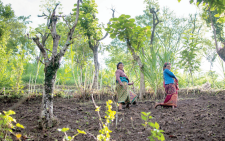 Funding alliance gives Ksh90B to counter ecological decline