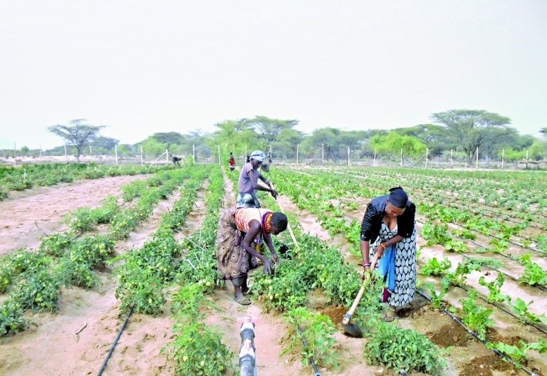 Embracing crop rearing to cope with effects of climate disaster