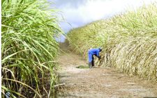 Sugar board races against time to finalise sector rules