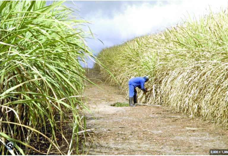 Sugar board races against time to finalise sector rules