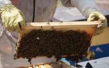 Farmers told to tap into beekeeping as demand for honey skyrockets