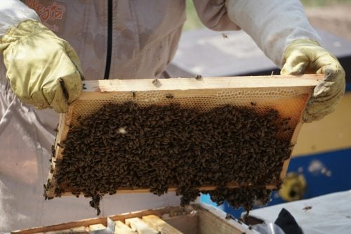 Close-up photo of beekeeper holding a swarm of honey bees in a hive frame.Image used for illustration purposes. PHOTO/Pexels
