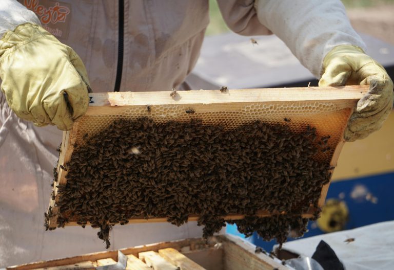 Farmers told to tap into beekeeping as demand for honey skyrockets