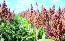 Africa must bring back neglected crops