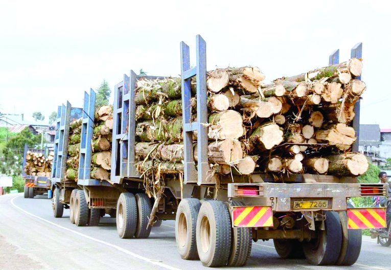 Kenya turns to Tanzania and DRC to tackle wood shortage