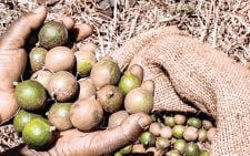 Macadamia: Lobby denies price drop from Sh150 to 90