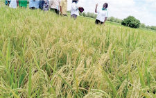 Wheat farmers face crisis over row with millers