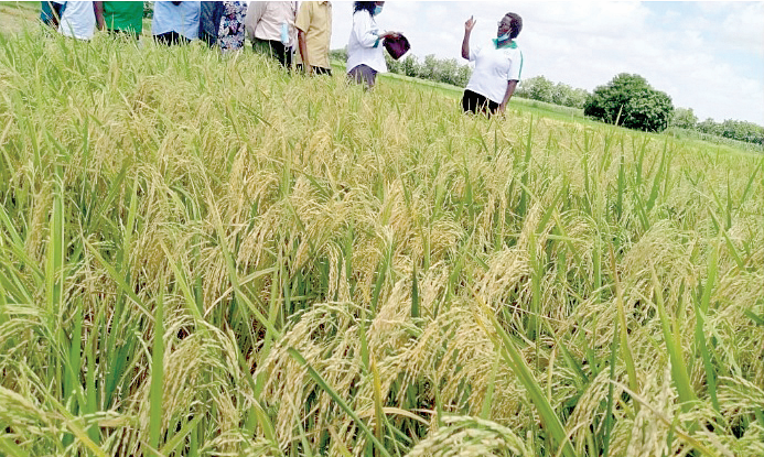 Wheat farmers face crisis over row with millers