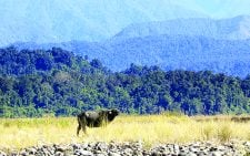 Major global forum on forests seeks climate crisis solutions 