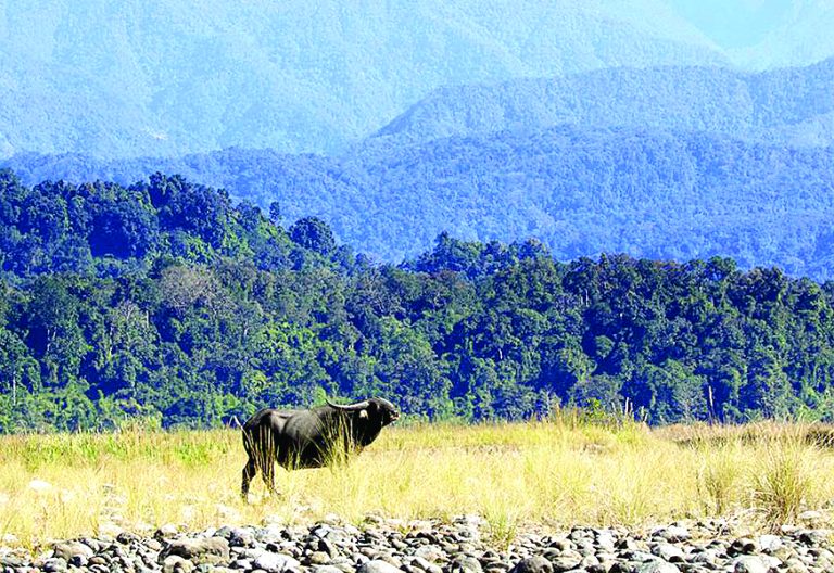 Major global forum on forests seeks climate crisis solutions 