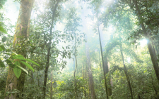 How cool forests are nature’s vital air conditioning systems