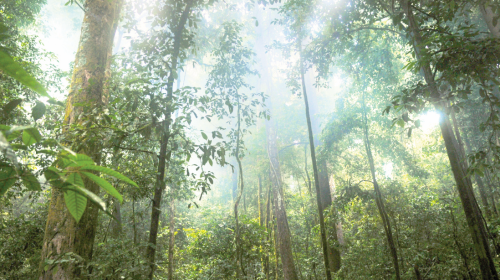 Forests are the lungs of the planet, acting as carbon sinks and producing a significant amount of the oxygen we breathe. PHOTO/Planetwild.com