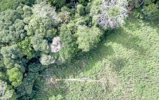 Priority 2025 actions to curb forest destruction identified