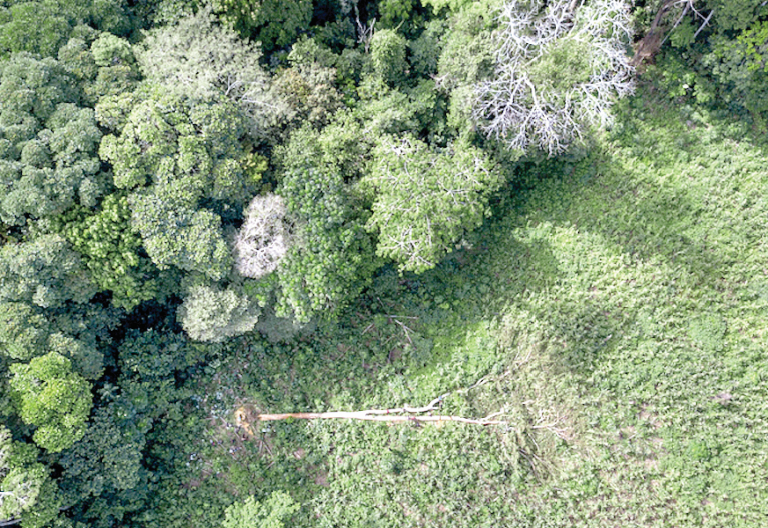 Priority 2025 actions to curb forest destruction identified