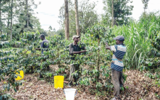 Coffee farming provides lifeline for Kirinyaga planters