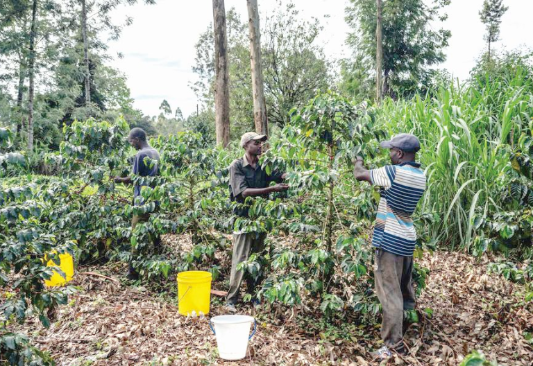 Coffee farming provides lifeline for Kirinyaga planters