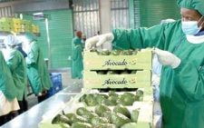 Kenyan traders target Chinese market to boost farm produce export