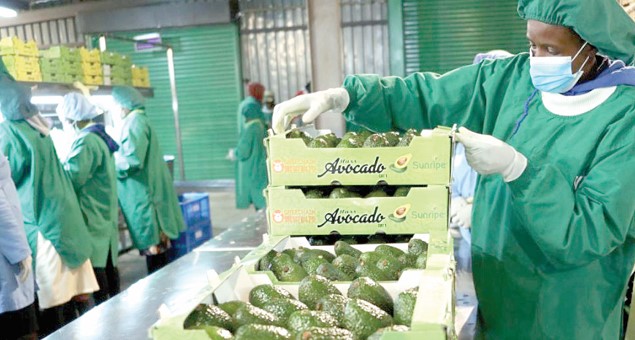 Kenya became the first African country to export fresh avocados to China in 2022 in a move set to further boost the economic ties between the two countries. PHOTO/Xinhua/Dong Jianghui)