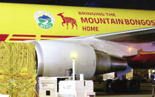 Boeing 767 that flew sleeping bongos from the US to Kenya
