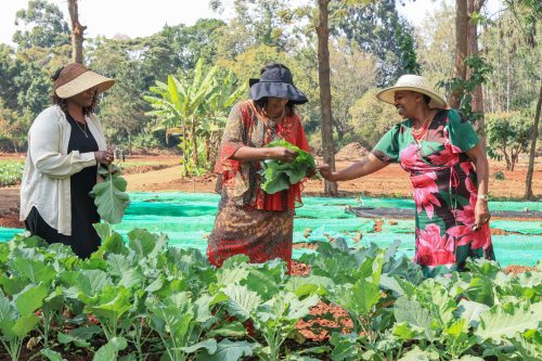 First lady Rachel Ruto picking sukuma wiki at a kitchen garden. PHOTO/@MamaRachelRuto/X