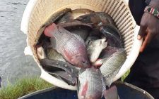 Kenyan fish to access European market