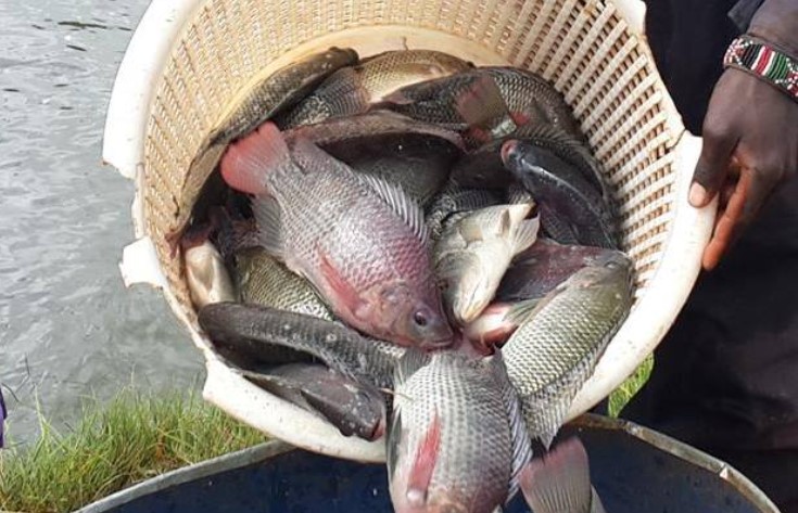 Image of fish in a basket used for representational purposes in this article. PHOTO/https://www.facebook.com/fishfarmingkenya/Facebook