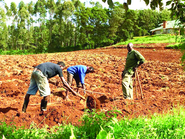Skilling and reskilling for food system change is imperative as we cannot solve today’s problem with the same thinking that create them. PHOTO/Print