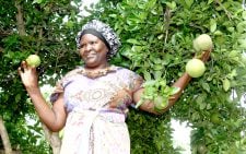 Kwale growers embrace smart farms to tackle climate change 