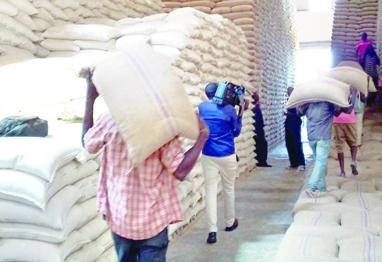 How Trans Nzoia’s failed rains will affect Kenya’s food basket