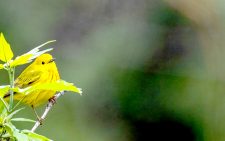 Agrifood systems heroes of global biodiversity day 