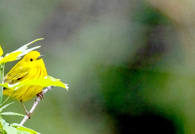 Biological diversity is often understood in terms of the wide variety of plants, animals and microorganisms, but it also includes genetic differences within each species and the variety of ecosystems that host multiple kind of interactions. PHOTO/https://unep.org