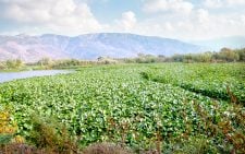 Invasive alien species pose risks to livelihoods, wildlife