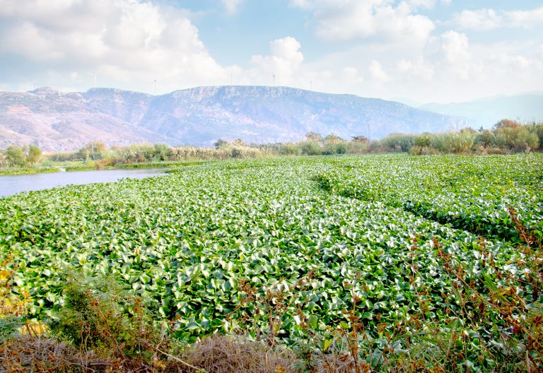 The impact of invasive species on Türkiye’s marine ecosystems has gone beyond biodiversity loss, affecting social and economic structures as well. PHOTO/Mustafa Umut Dulun/UNDP Türkiye