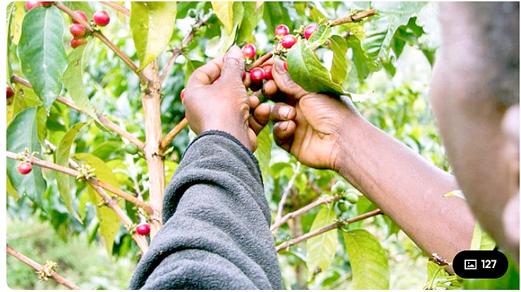 Coffee farmers seek one-year extension on payment system