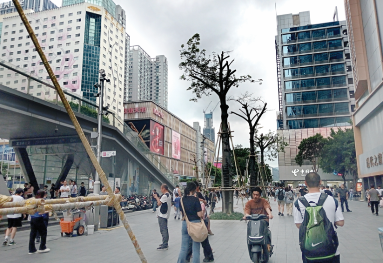 Trees, planted in careful, almost rhythmic lines, stretch along roadsides and parks, each supported and nurtured like a living part of the city. PHOTO/Reuben Mwambingu