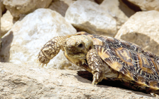 Fastest tortoise species faces threat of slow demise in Kenya