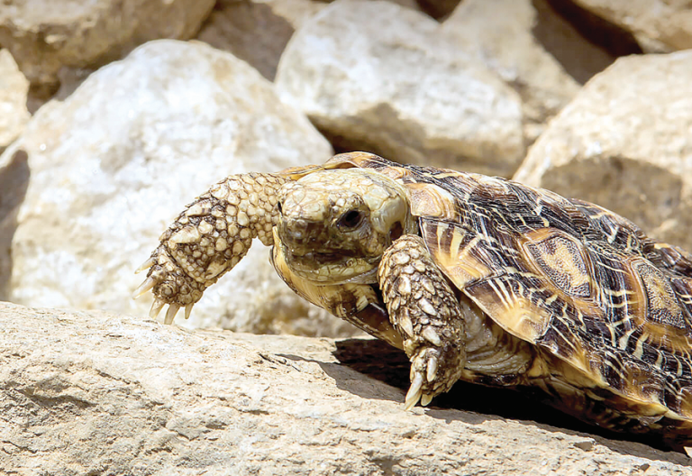 With soft shells, the species prefer to shelter underneath rocks. PHOTO/ Bernard Gitau