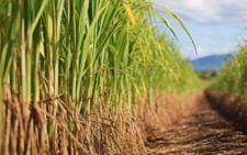 Govt increases sugarcane prices to Ksh5,500 per tonne