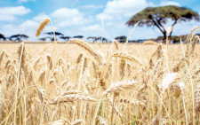 Wealthy Kenyan entrepreneurs diversify to high yield investment