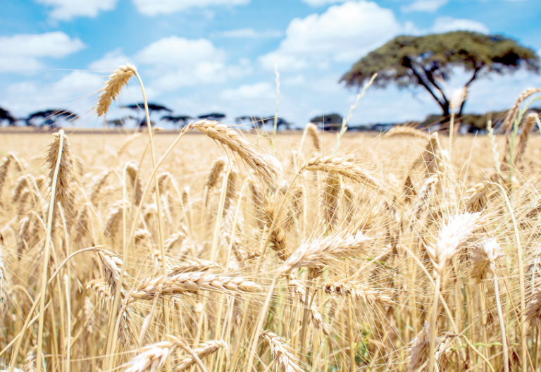 Wheat is one of the most important staple cereals in Kenya. Its growing is lucrative due to the high demand for the domestic and export markets. PHOTO/Print