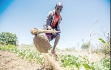 Food and farming systems fight to survive in a hot, dry world