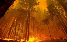 Data shows fires drove record loss of world’s forests in 2024