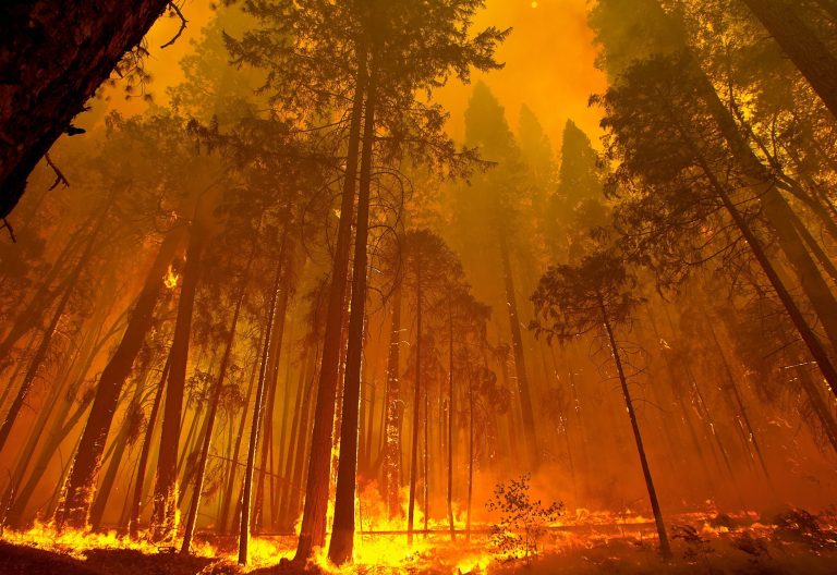 Data shows fires drove record loss of world’s forests in 2024