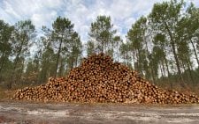No tree felling without our consent
