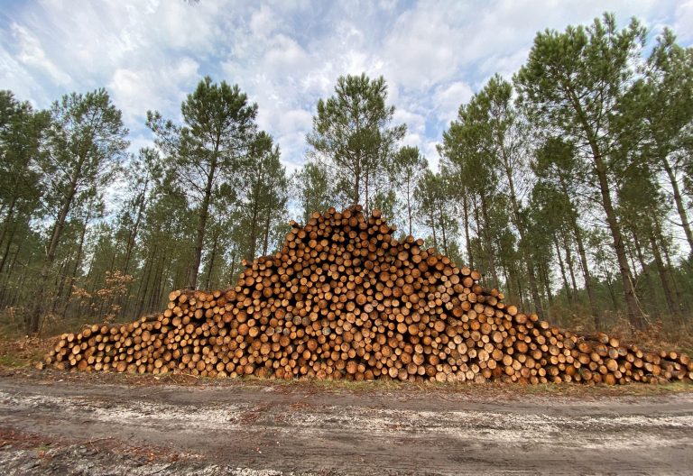 No tree felling without our consent