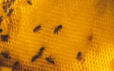 Nature’s workers face threat of extinction in global warming