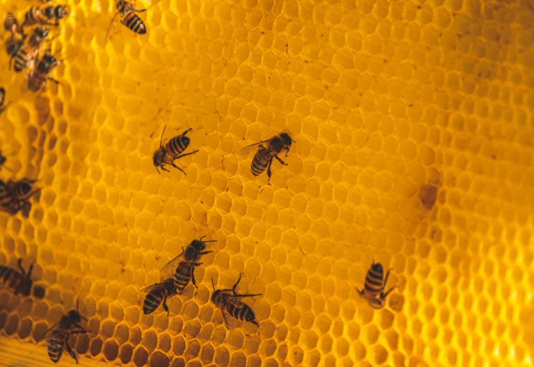 Nature’s workers face threat of extinction in global warming