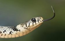 Snake antivenom made from man bitten 200 times