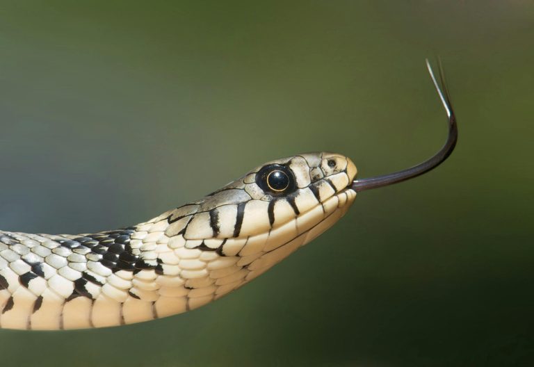 White and black snake on close up photography. PHOTO/Pexels